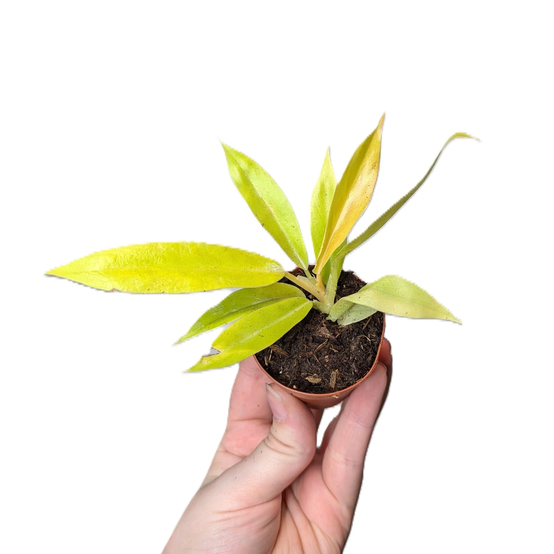Philodendron Golden Crocodile — Steph's Sprouts